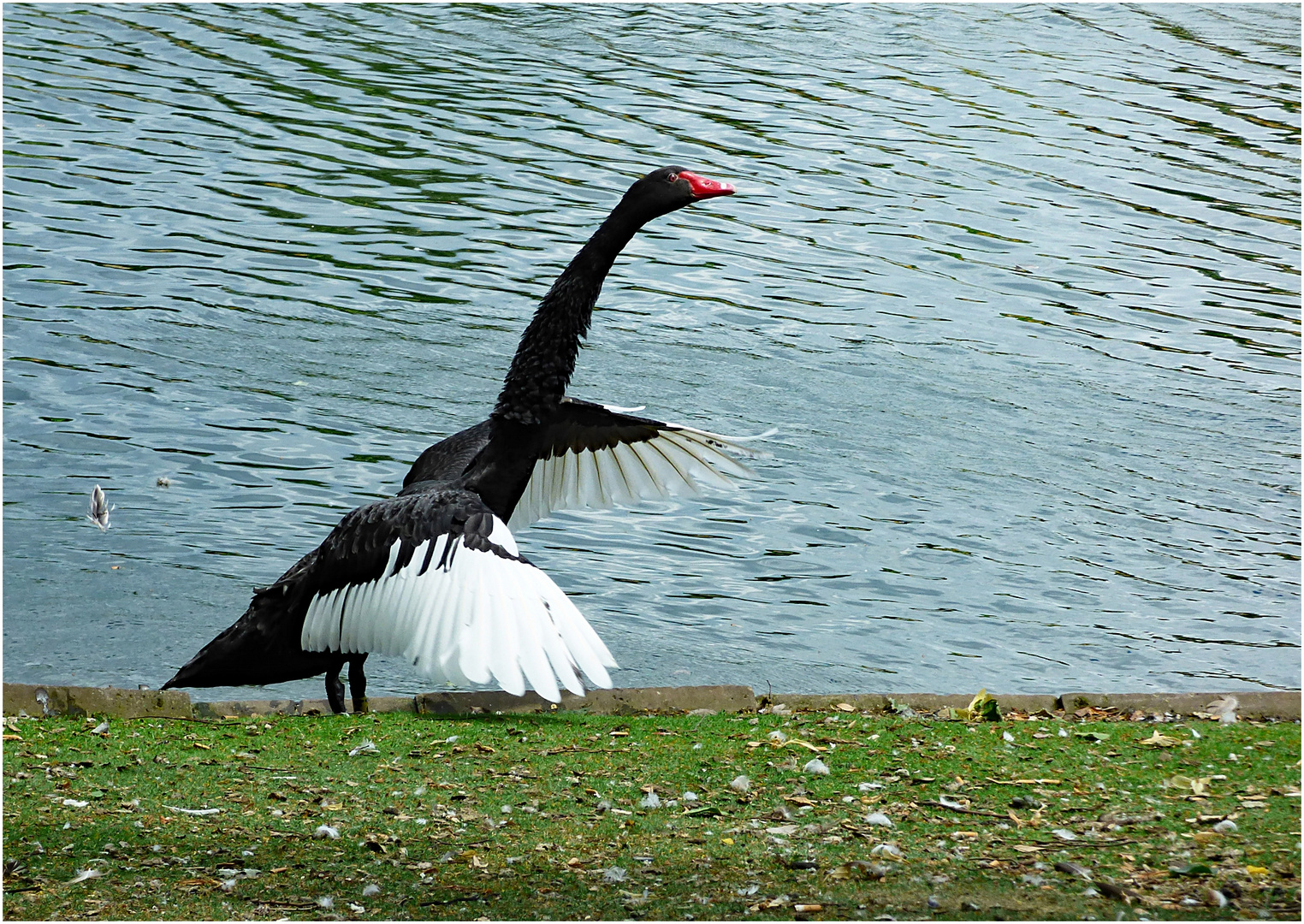 Der schwarze Schwan ...