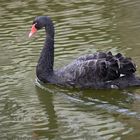 Der schwarze Schwan