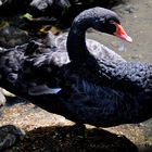 der Schwarze Schwan