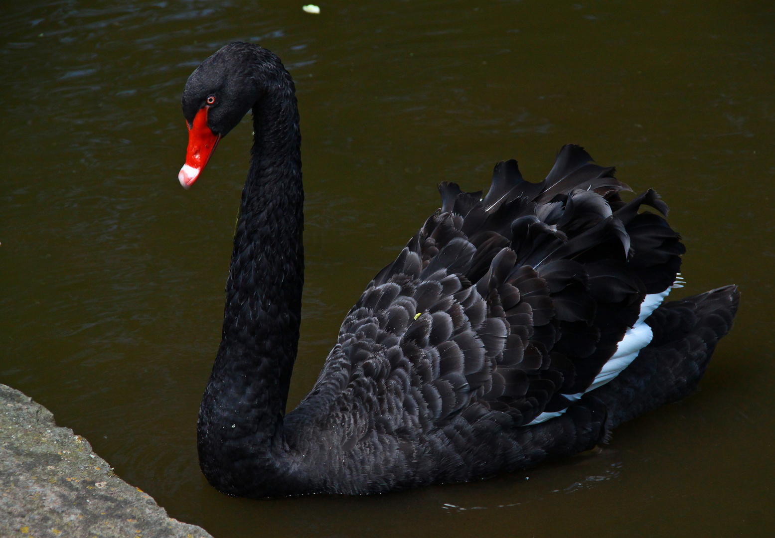 Der schwarze Schwan