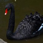 Der schwarze Schwan