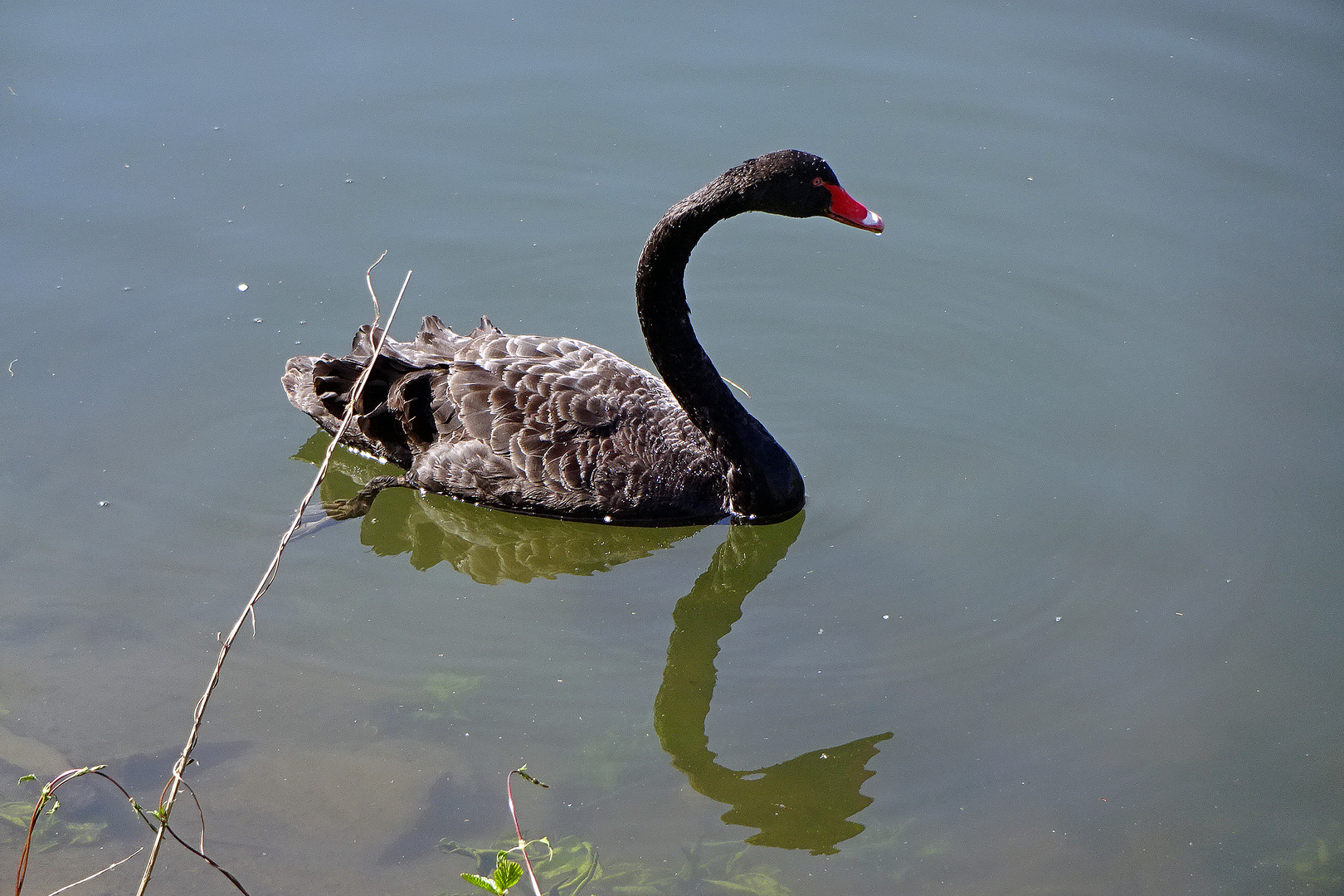  der schwarze Schwan