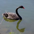  der schwarze Schwan