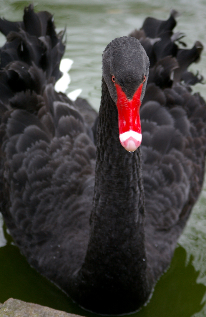 Der Schwarze Schwan