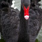 Der Schwarze Schwan