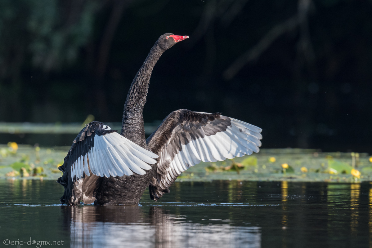 Der Schwarze Schwan