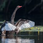 Der Schwarze Schwan