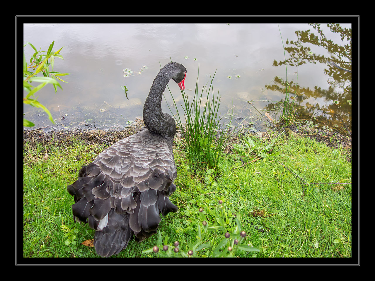 der schwarze Schwan in Villandry