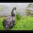 der schwarze Schwan in Villandry