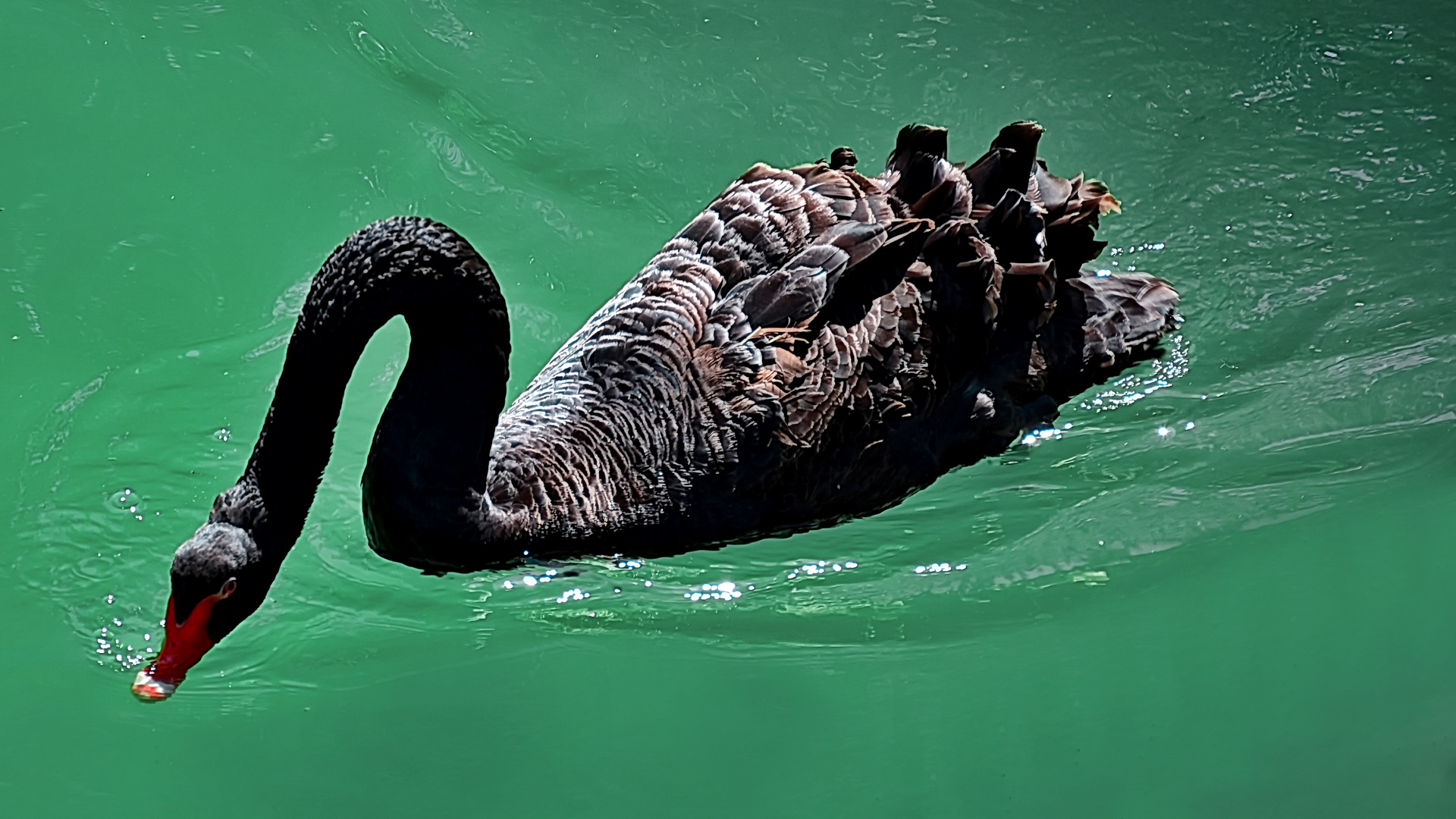 Der Schwarze Schwan - Symbol für ein undenkbares Unheil