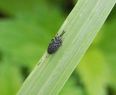 Der Schwarze Stachelkäfer (Hispa atra) - ein kleiner stacheliger Geselle