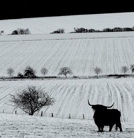 Der schwarze Stier