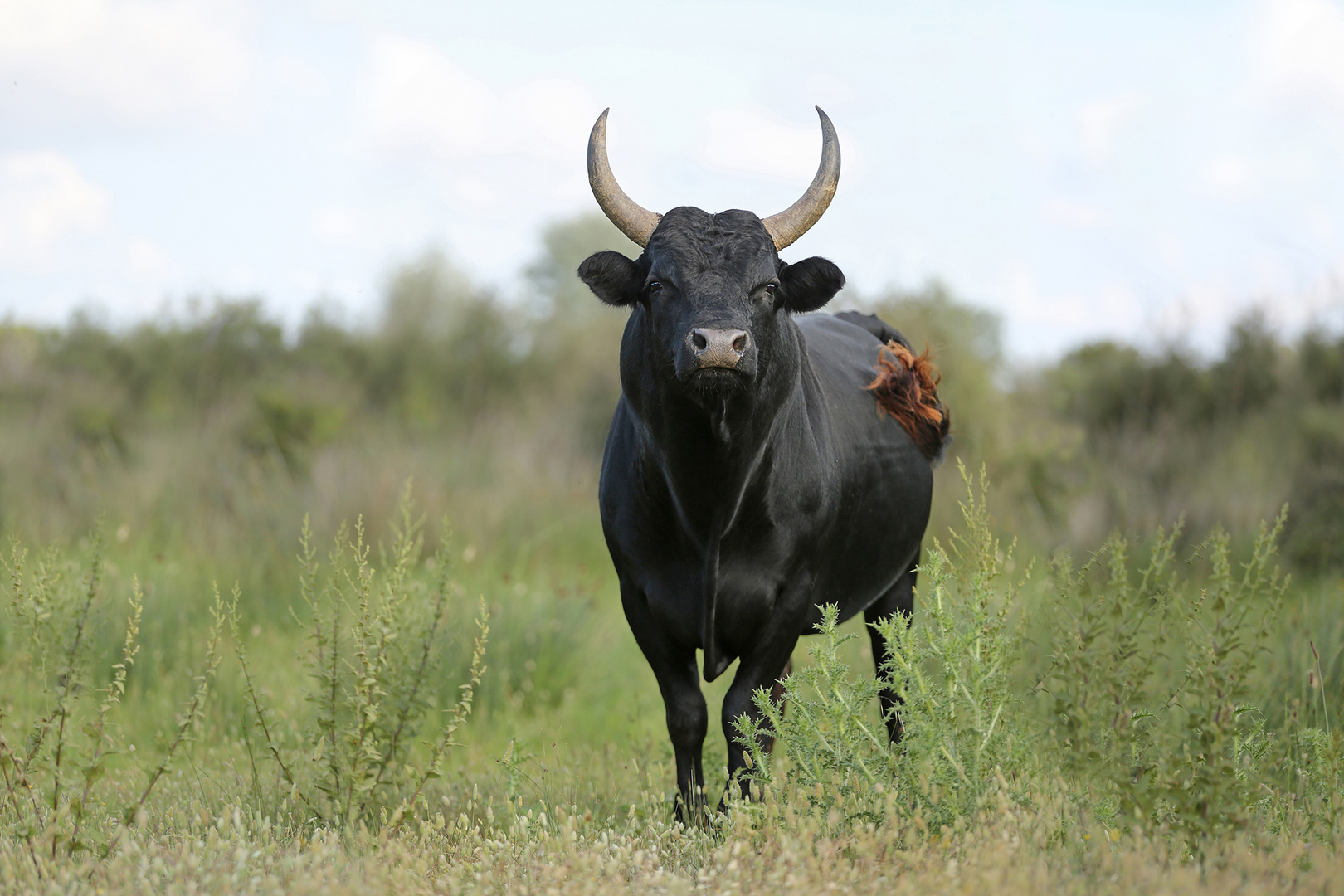 Der schwarze Stier