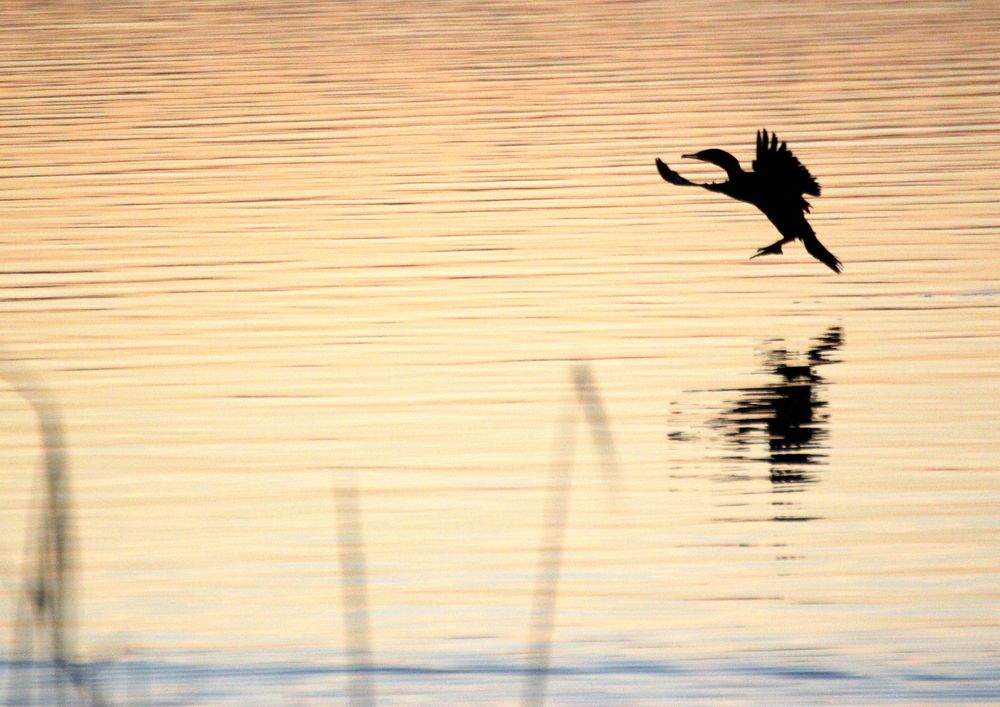 Der schwarze Teufel (Kormoran) landet auf der Schlei