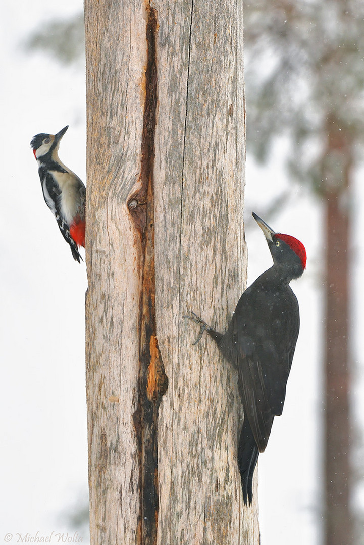 Der Schwarze und der Bunte