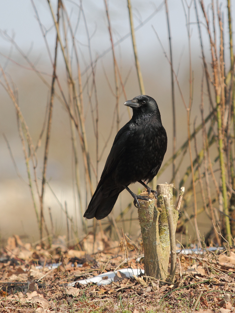 Der schwarze Vogel