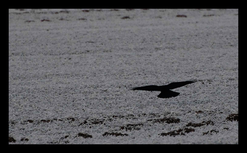 Der schwarze Vogel ...