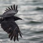 Der schwarze Vogel im Vorbeiflug