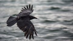 Der schwarze Vogel im Vorbeiflug