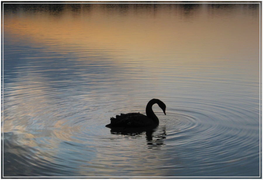 Der Schwarze vom Schlingener See