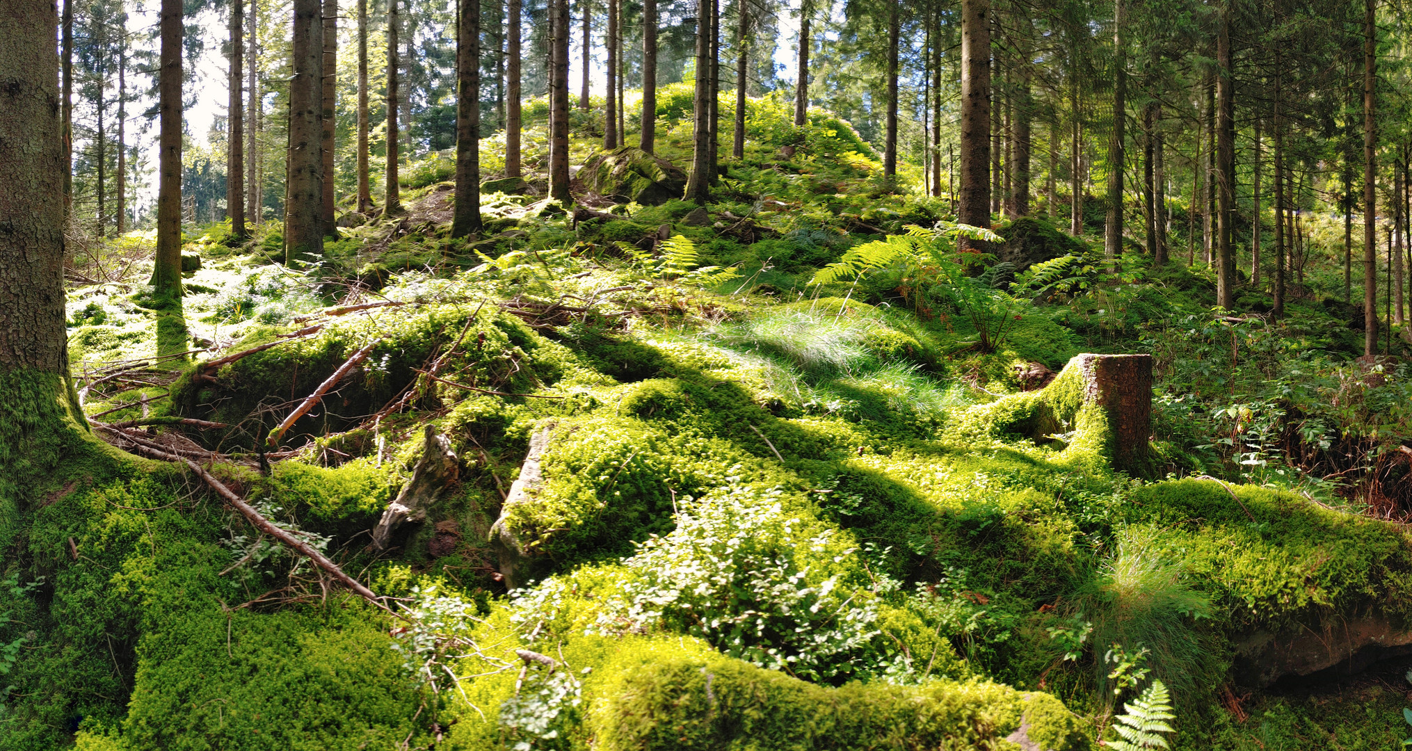 Der schwarze Wald