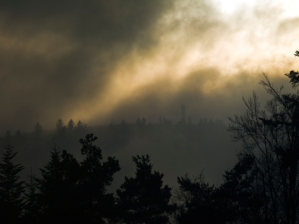 Der schwarze Wald V