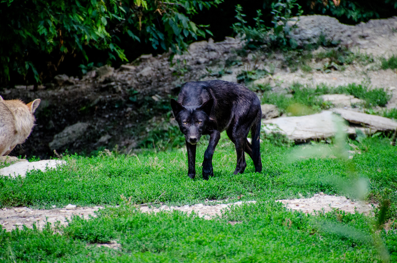 Der schwarze Wolf