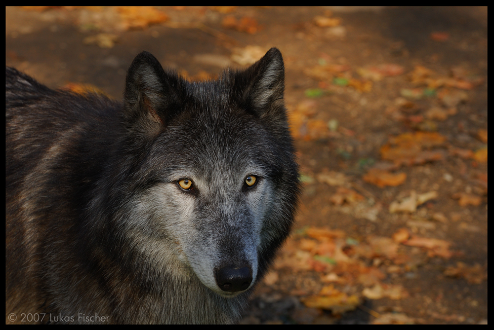 Der Schwarze Wolf Foto Bild Tiere Zoo Wildpark Falknerei Saugetiere Bilder Auf Fotocommunity
