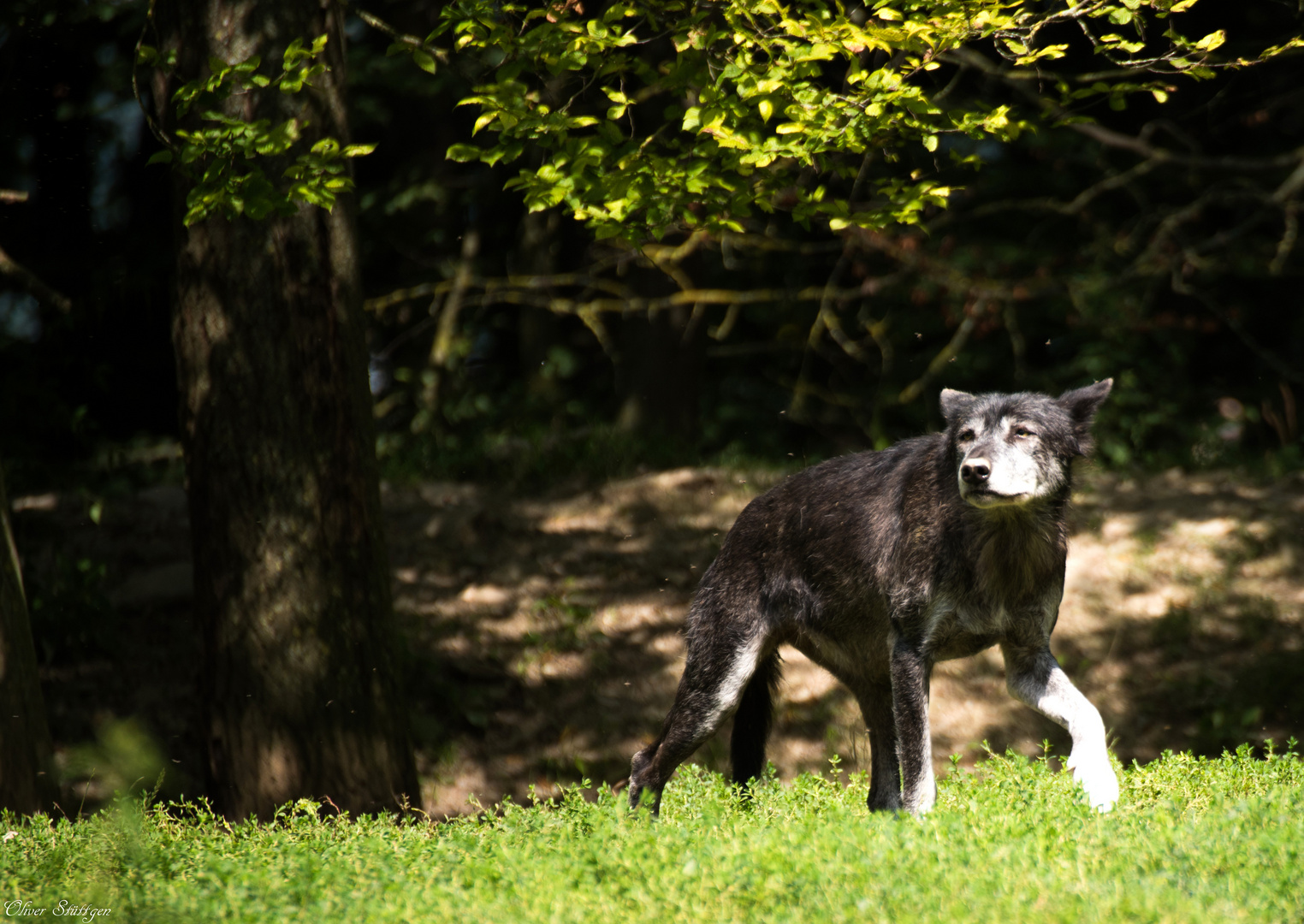 Der schwarze Wolf im Sonnenschein 