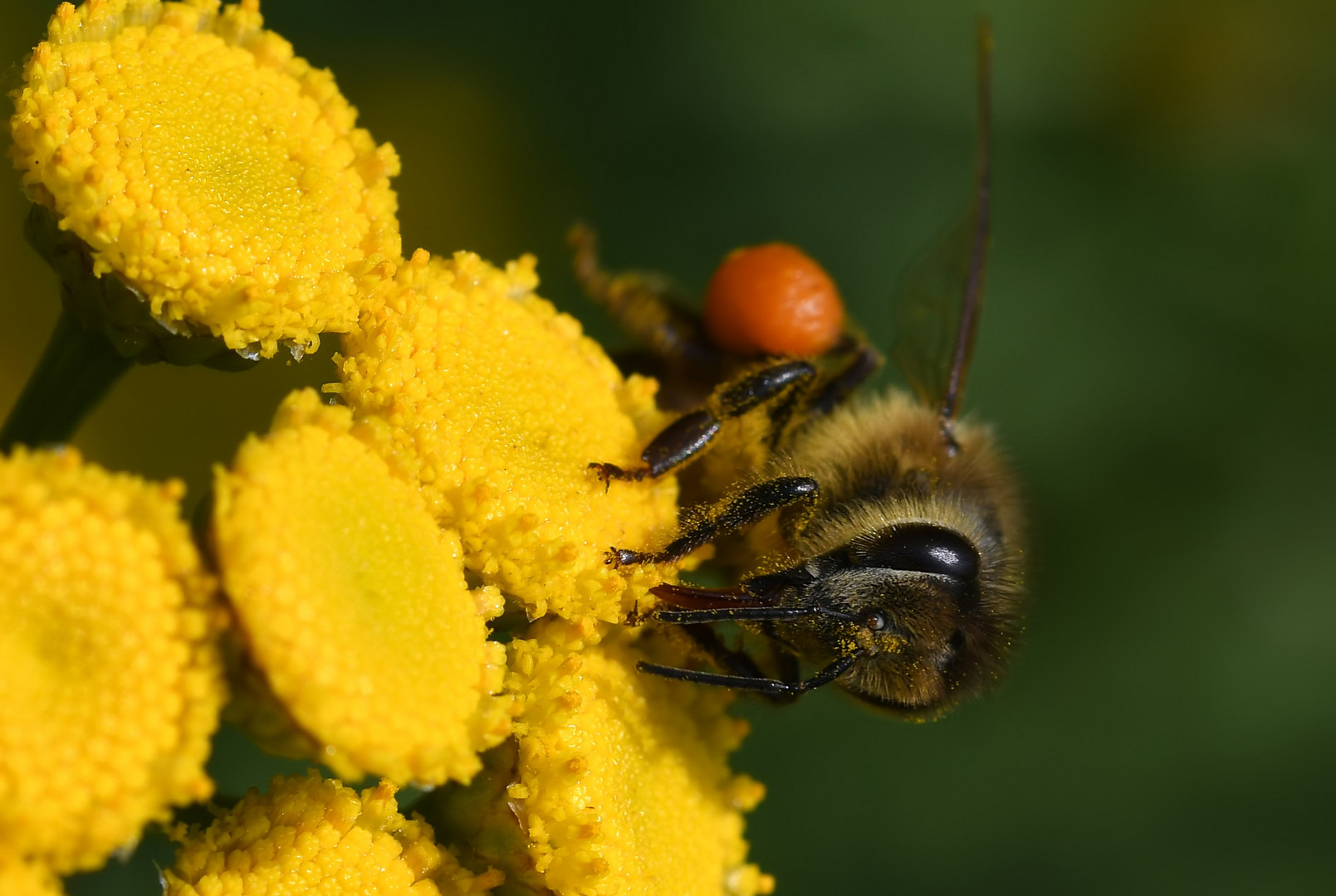 Der "Schwarzenegger" unter den Bienen...