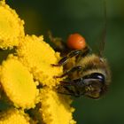 Der "Schwarzenegger" unter den Bienen...