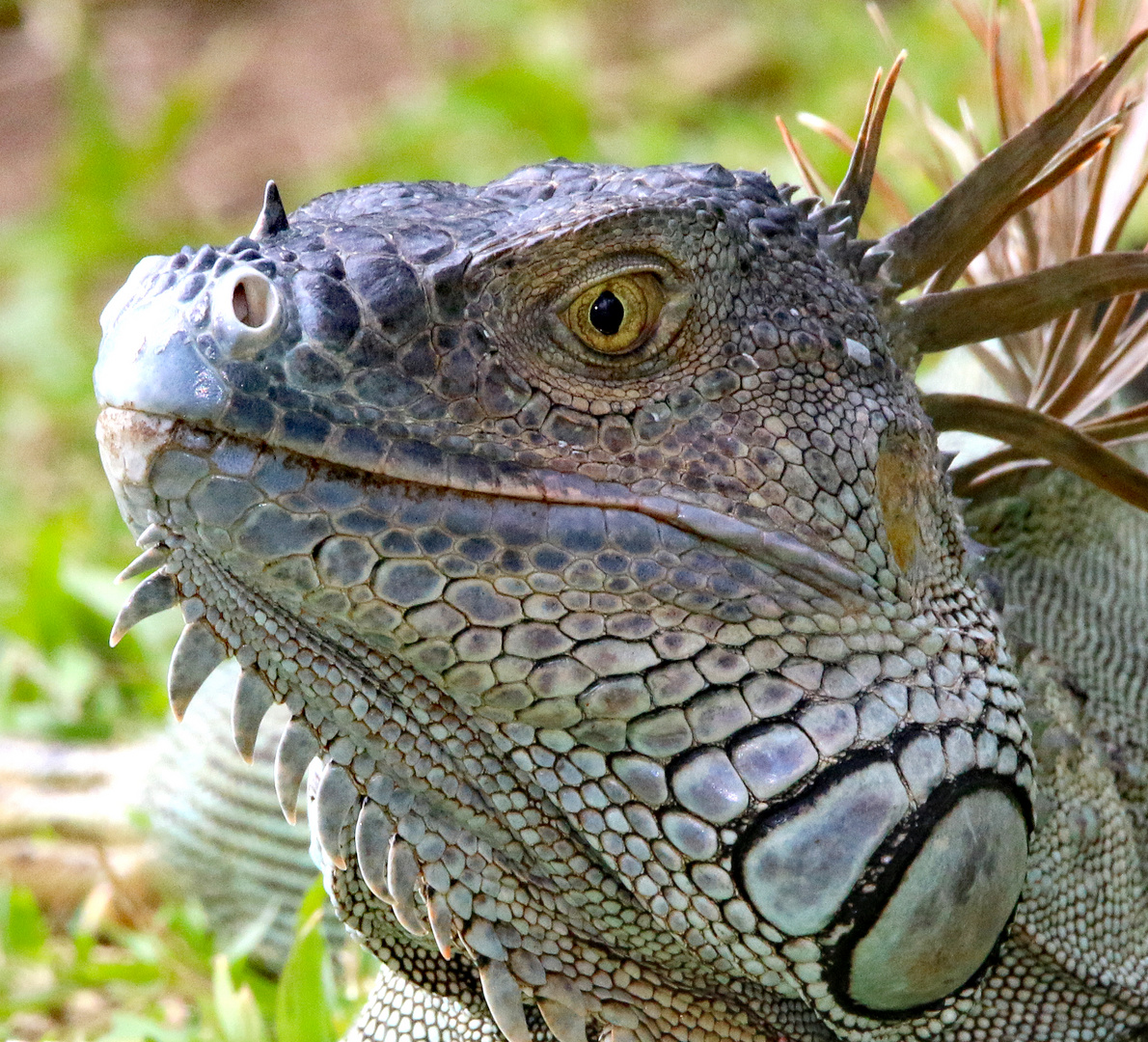 Der Schwarzer Leguan in der Paarungszeit