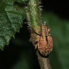 Der Schwarzfleckige Kranzrüßler oder Kahlnahtige Graurüßler (Strophosoma melanogrammum) ... 