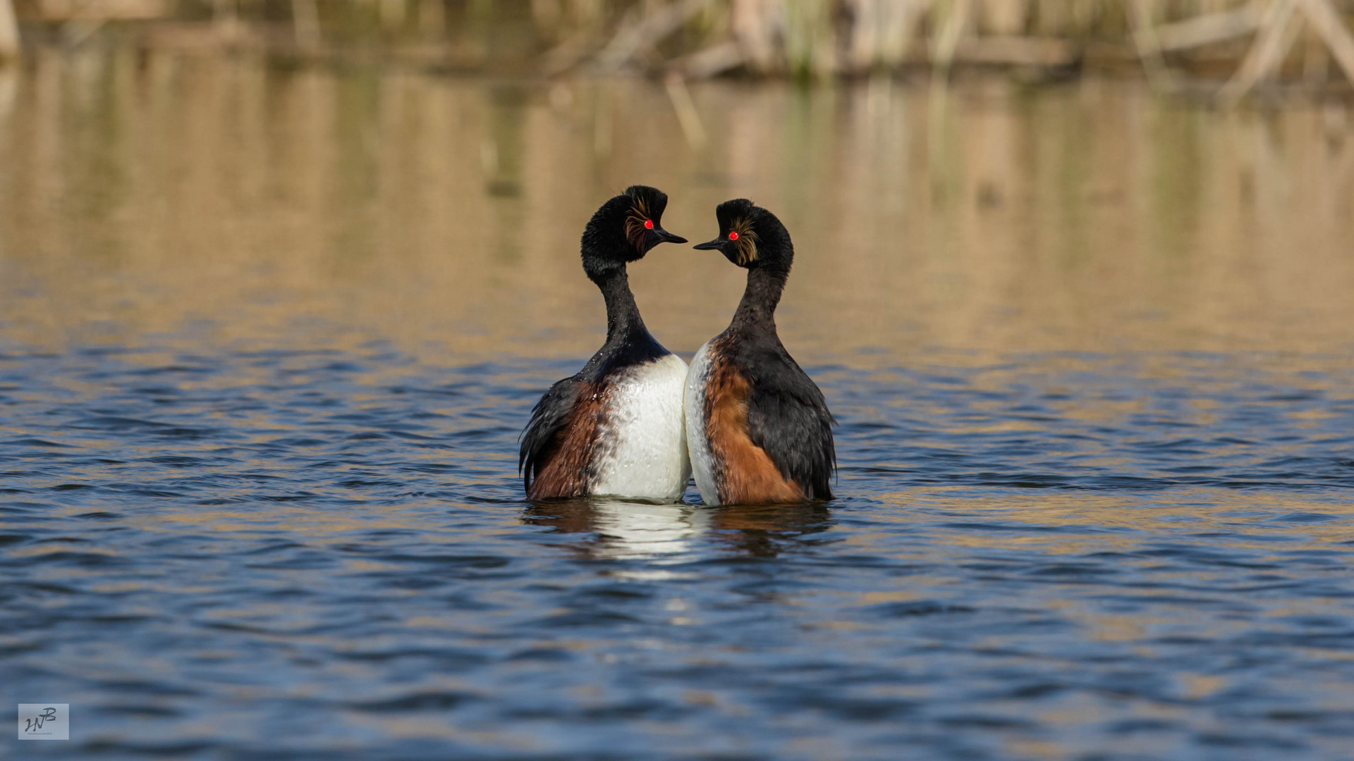 Der Schwarzhalstaucher (Podiceps nigricollis)