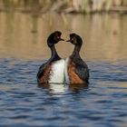 Der Schwarzhalstaucher (Podiceps nigricollis)