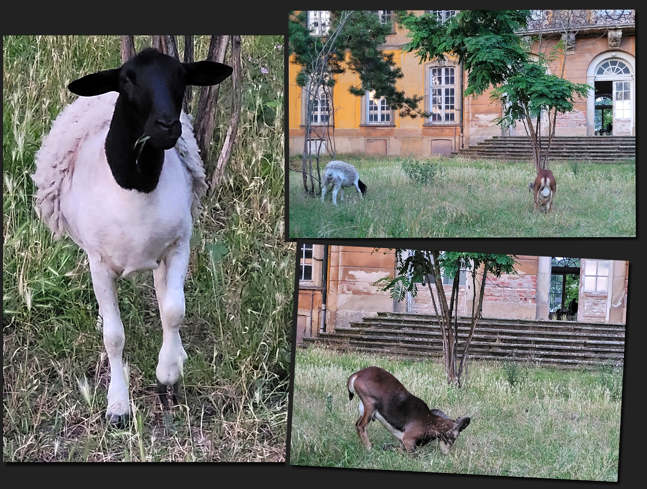 ...Der SchwarzKopf und das Muffelchen...