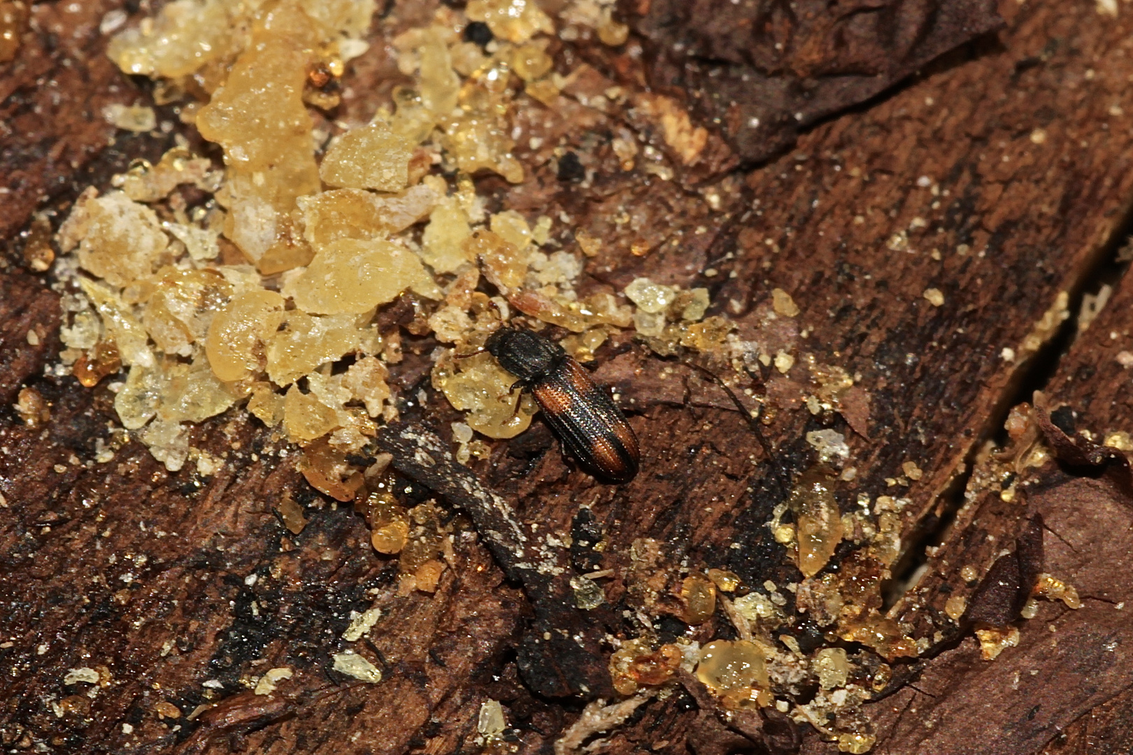 Der Schwarzrote Rindenkäfer (Bitoma crenata), ...