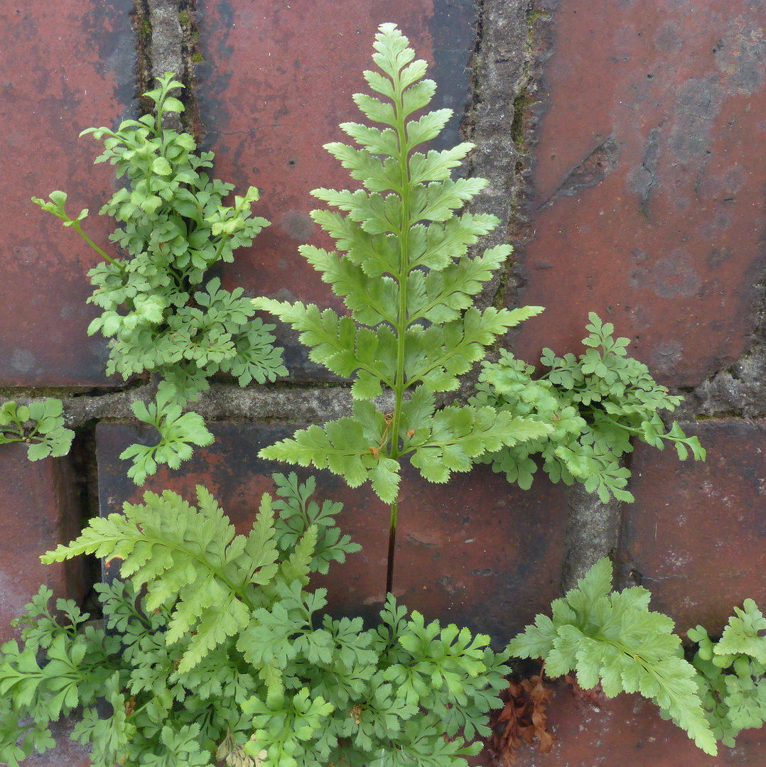 Der Schwarzstielige Streifenfarn (Asplenium adiantum-nigrum)