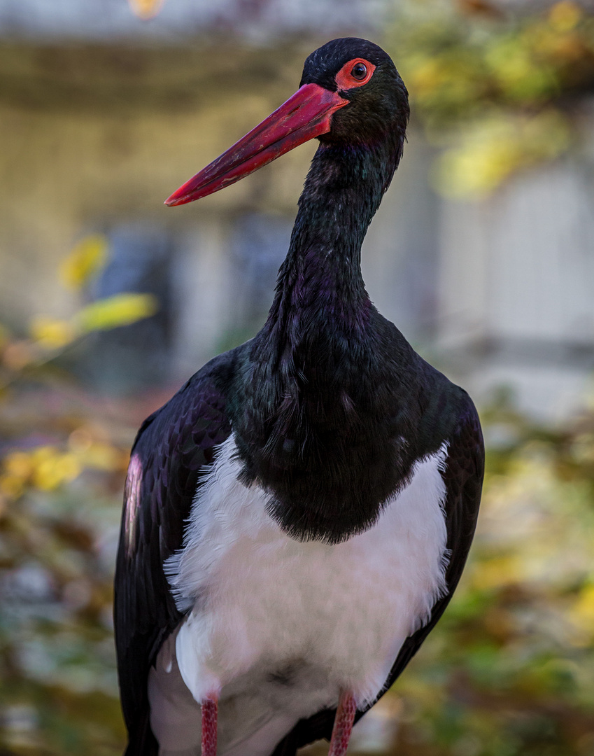  Der Schwarzstorch