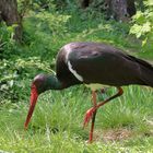 Der Schwarzstorch auf Futtersuche