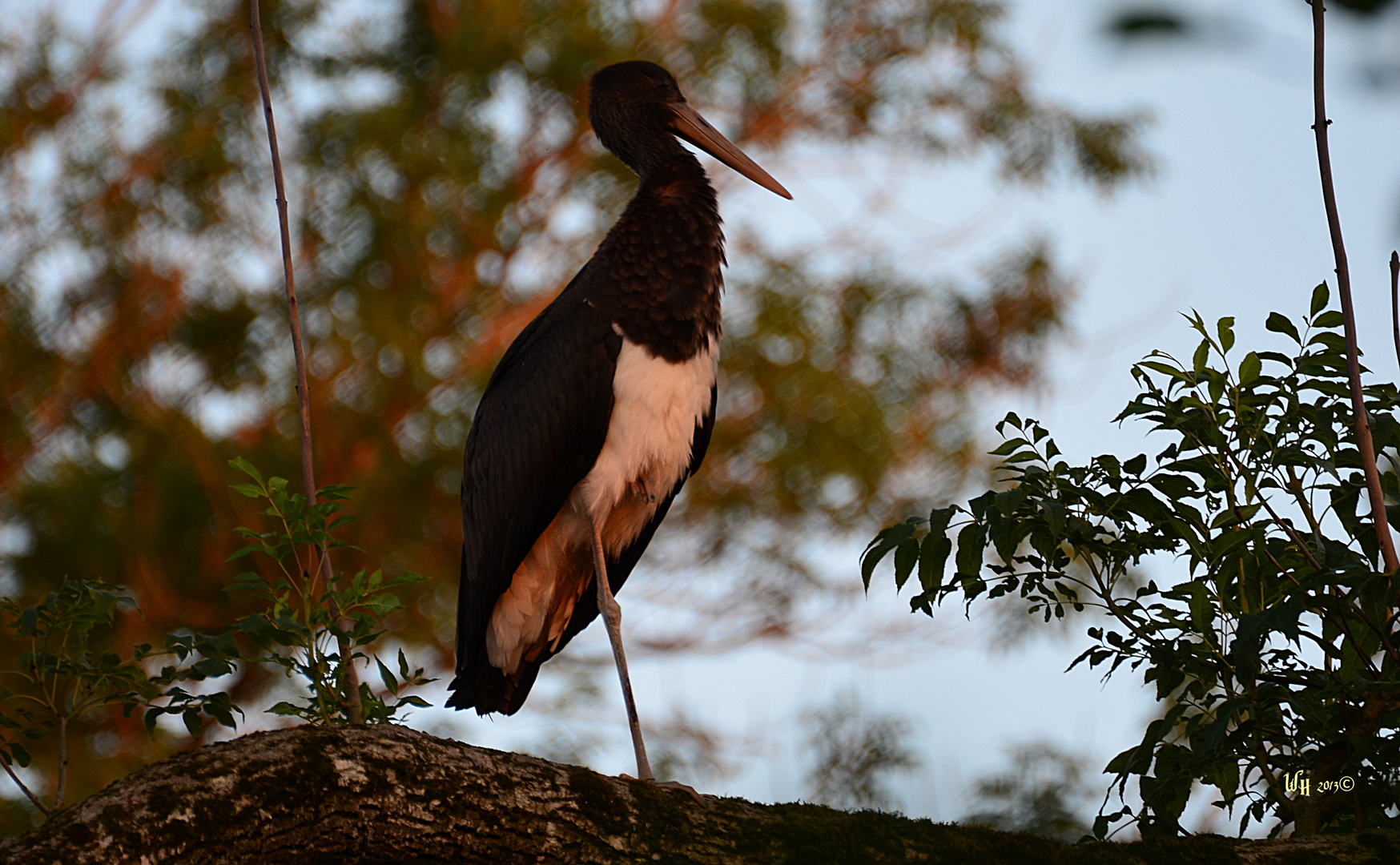 Der Schwarzstorch (Ciconia nigra)