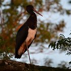 Der Schwarzstorch (Ciconia nigra)