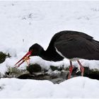 Der Schwarzstorch (Ciconia nigra) ...