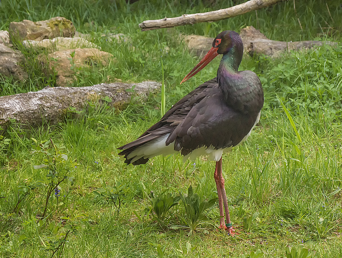 Der Schwarzstorch posiert.