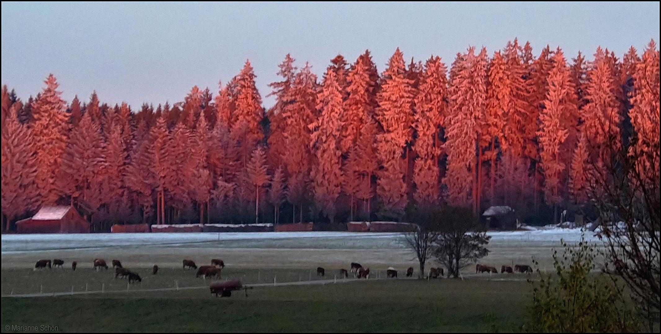 Der Schwarzwald im Morgenrot...