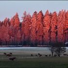 Der Schwarzwald im Morgenrot...