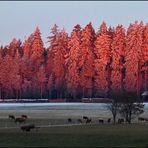 Der Schwarzwald im Morgenrot...