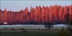 Der Schwarzwald im Morgenrot...