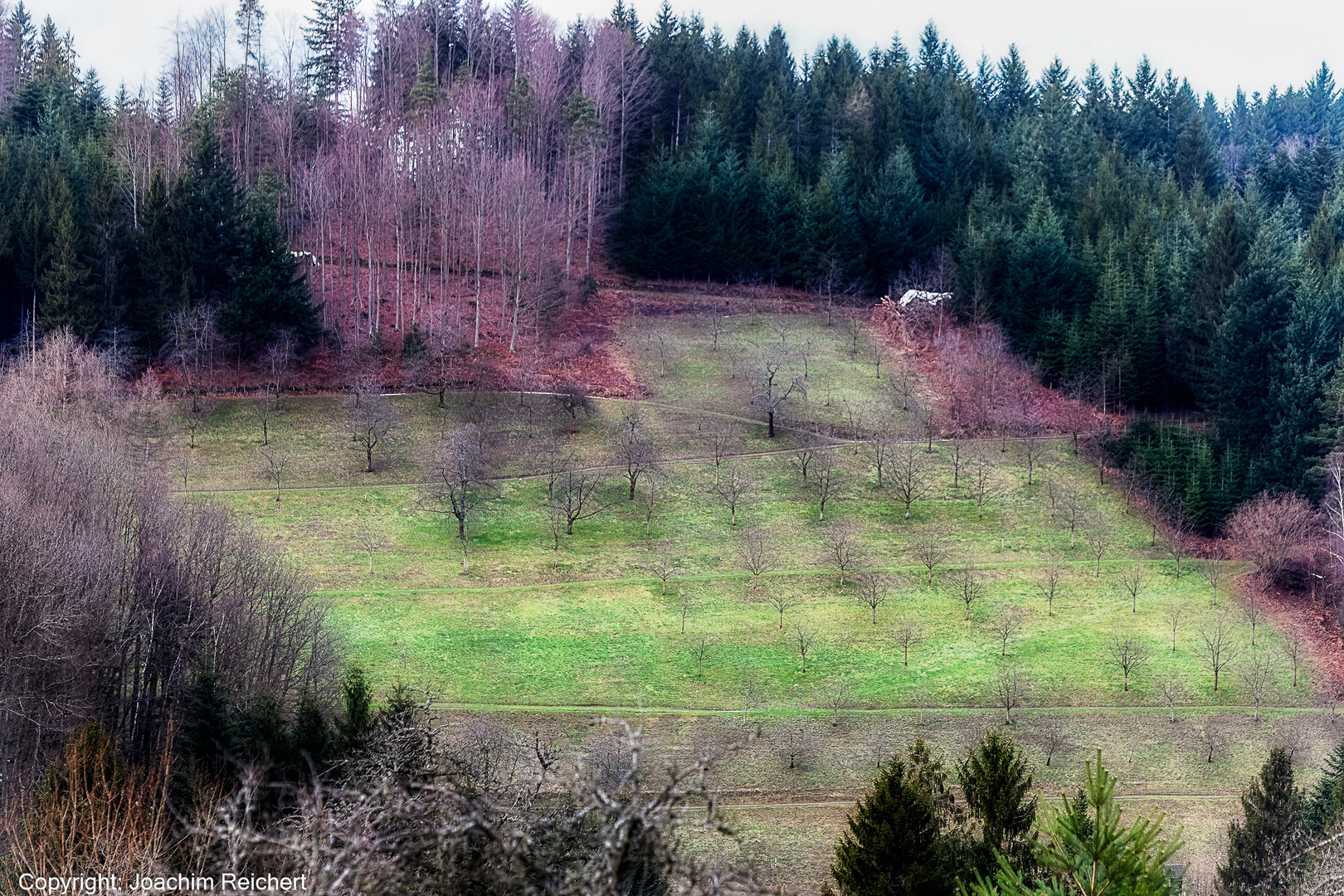 Der Schwarzwald im Winter