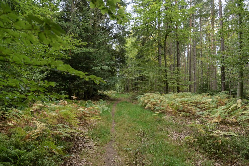 Der Schwarzwald ist gar nicht mehr so schwarz